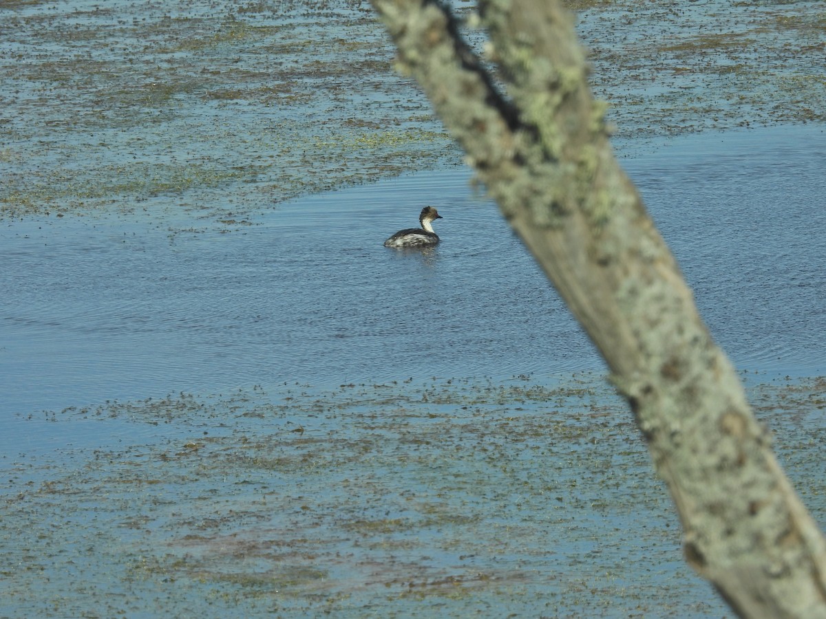Silvery Grebe - ML647461701