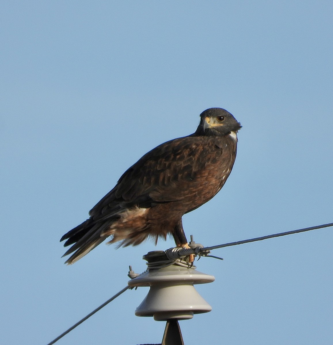 kongevåk - ML647461724