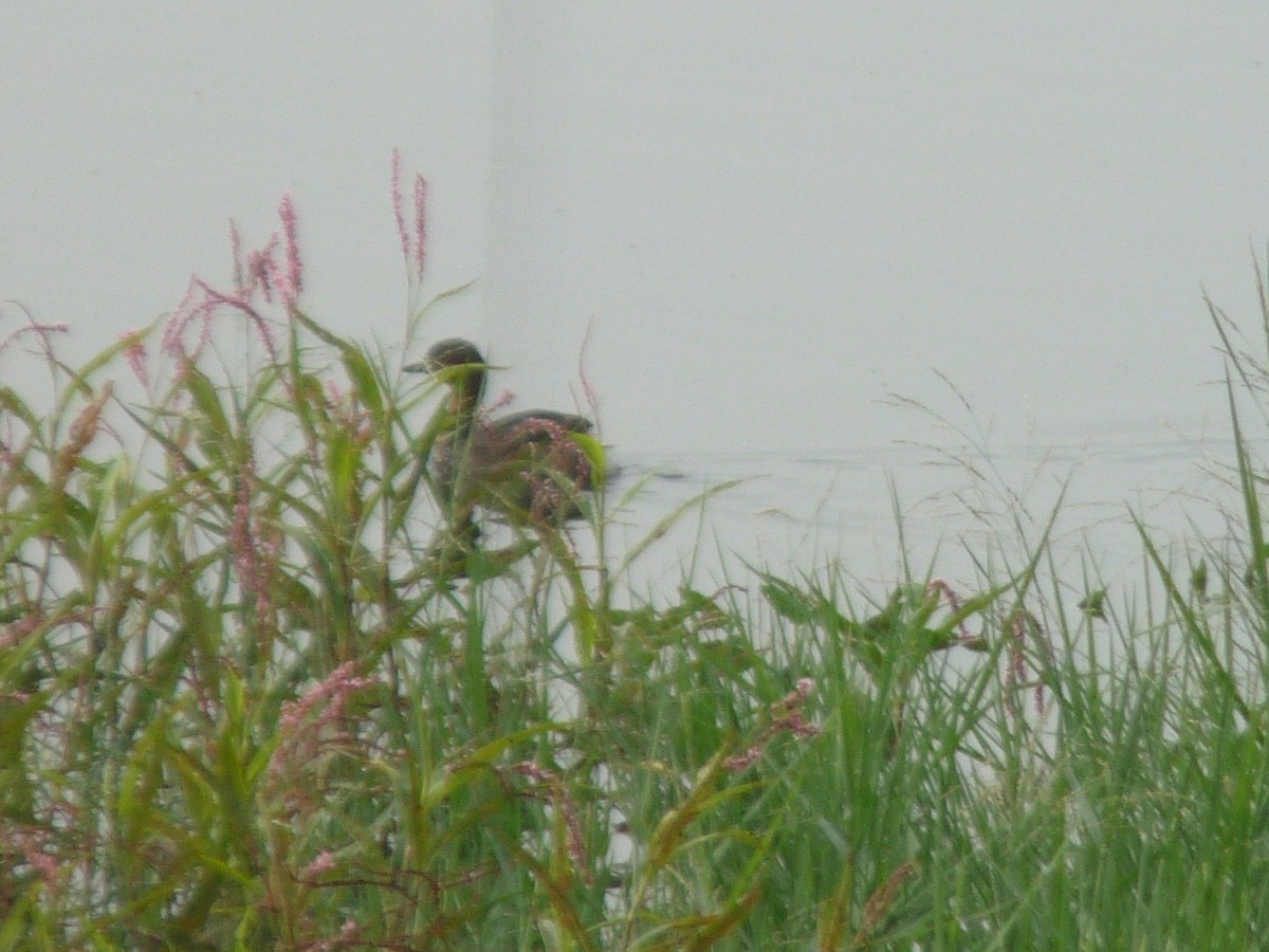 Little Grebe - ML647461731