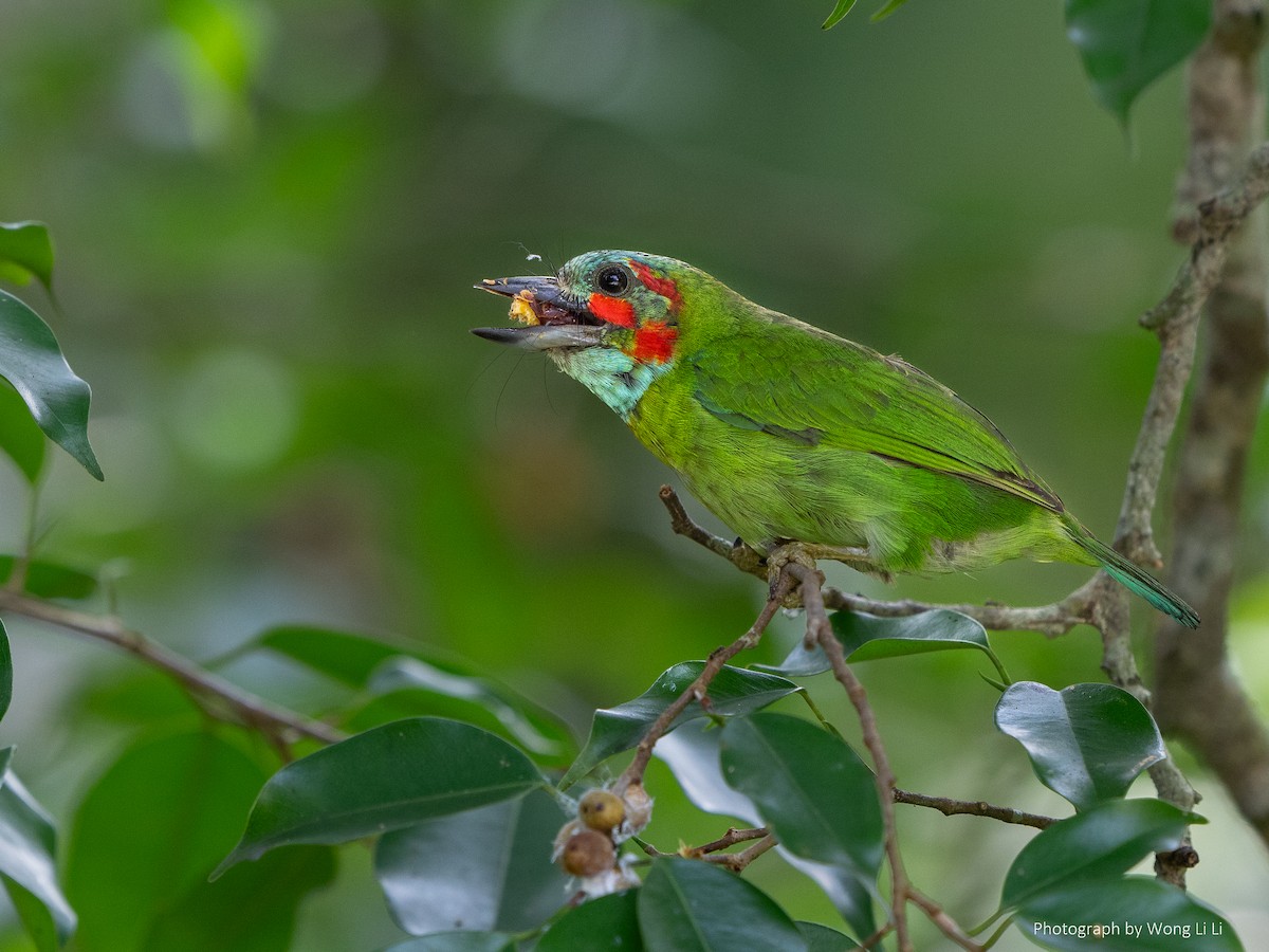 Black-eared Barbet - ML647461748