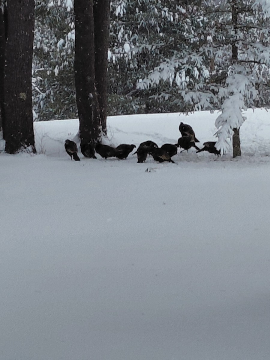 Tacchino selvatico - ML647461764