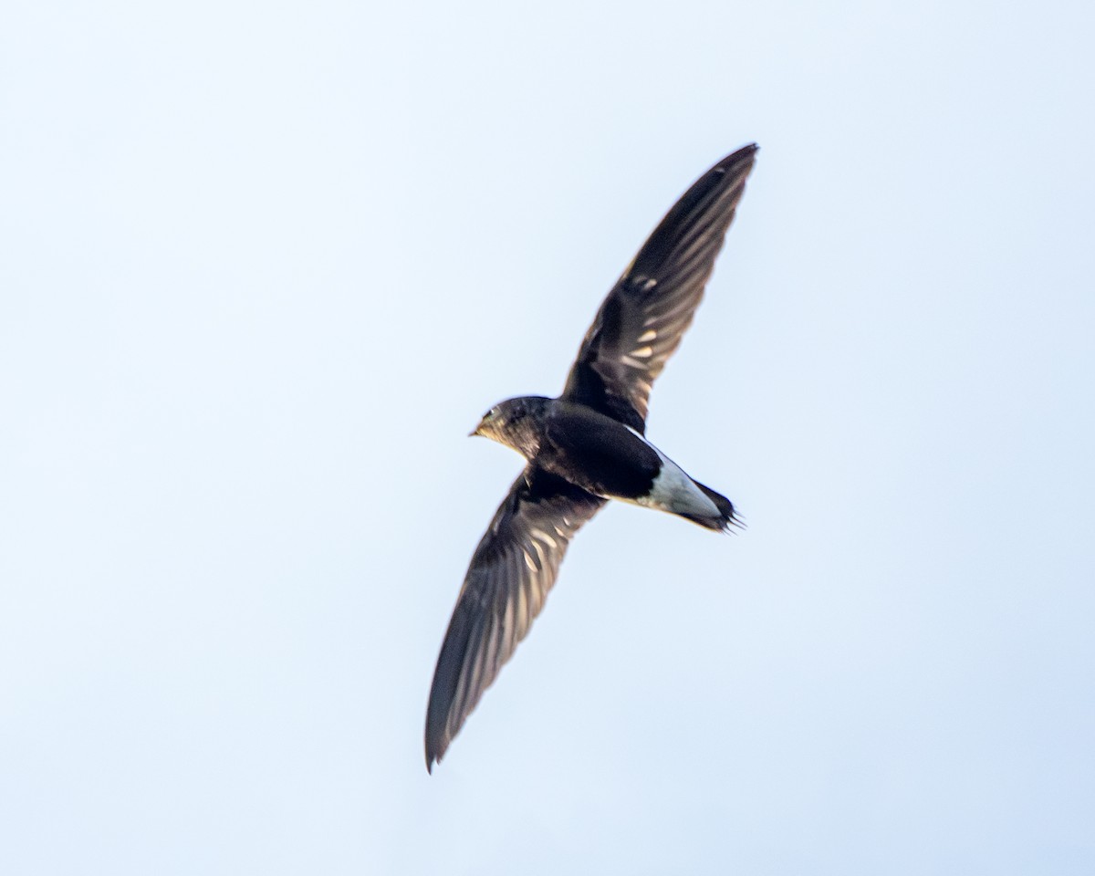 Brown-backed Needletail - ML647461796