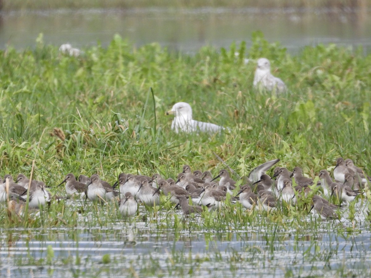Dunlin - ML647461801