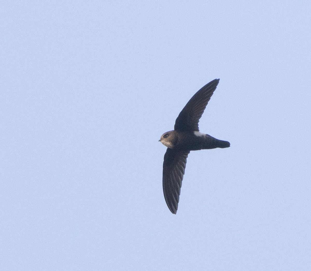 Haussegler - ML647461802