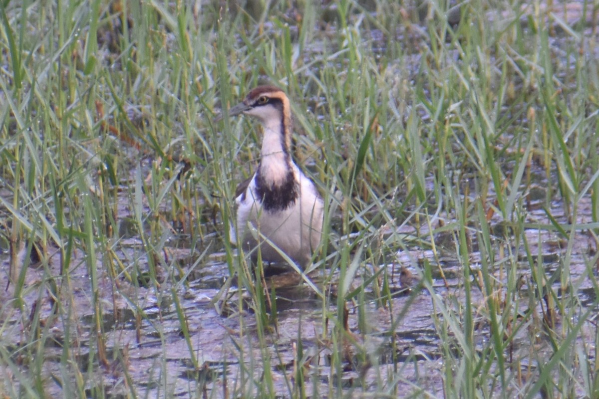 Jacana à longue queue - ML647461807