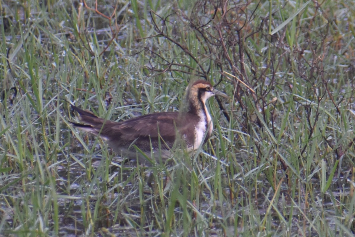 Jacana à longue queue - ML647461808