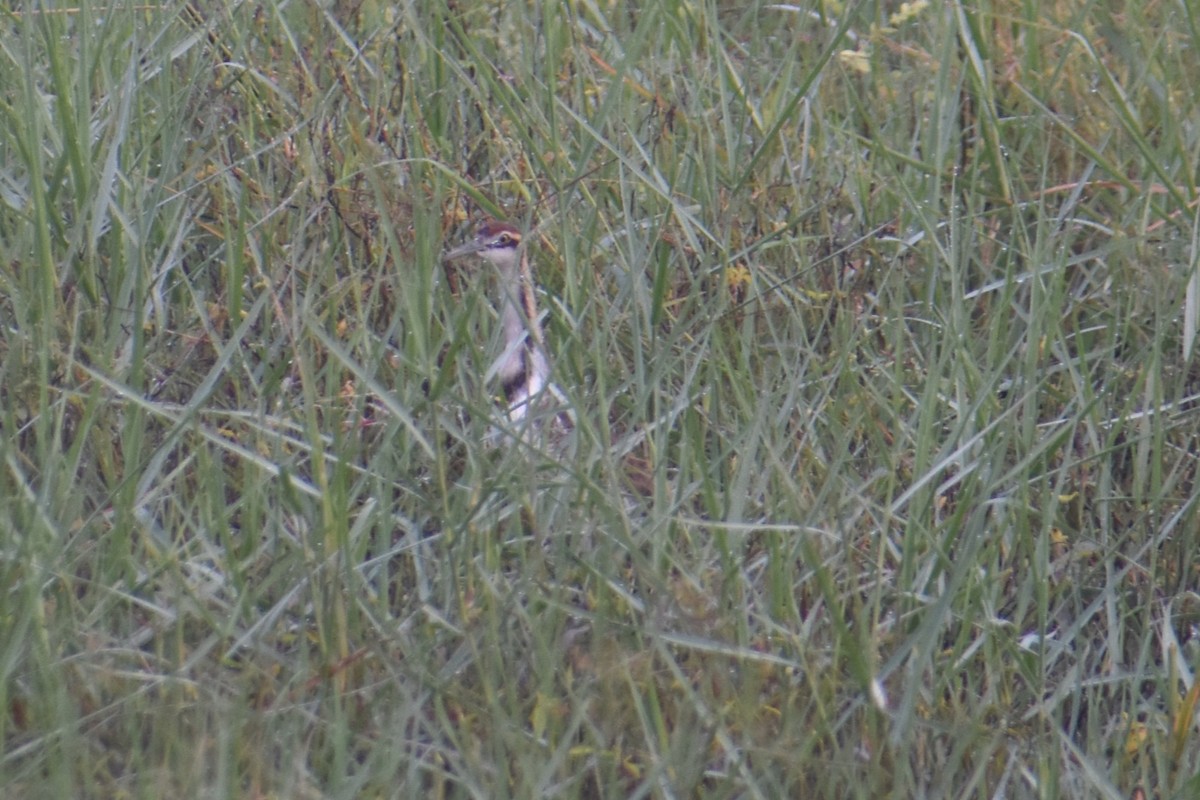 Jacana à longue queue - ML647461809