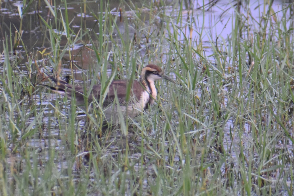 Jacana à longue queue - ML647461810