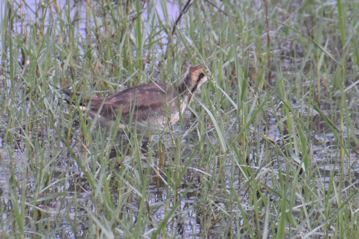 Jacana à longue queue - ML647461811