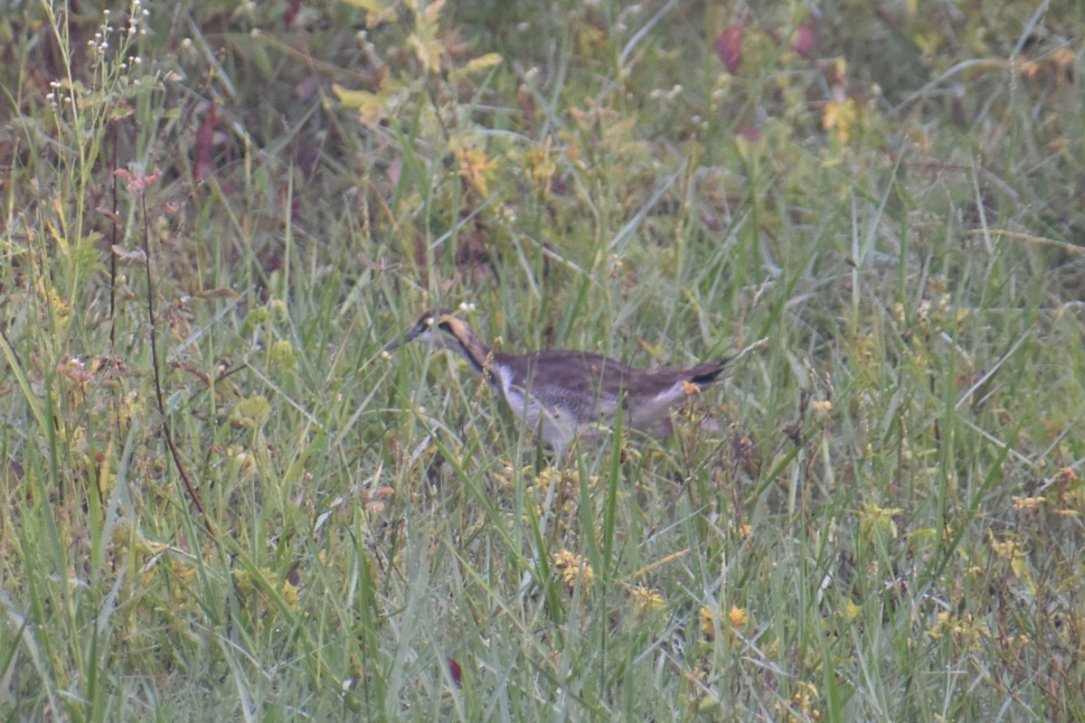 Jacana à longue queue - ML647461812
