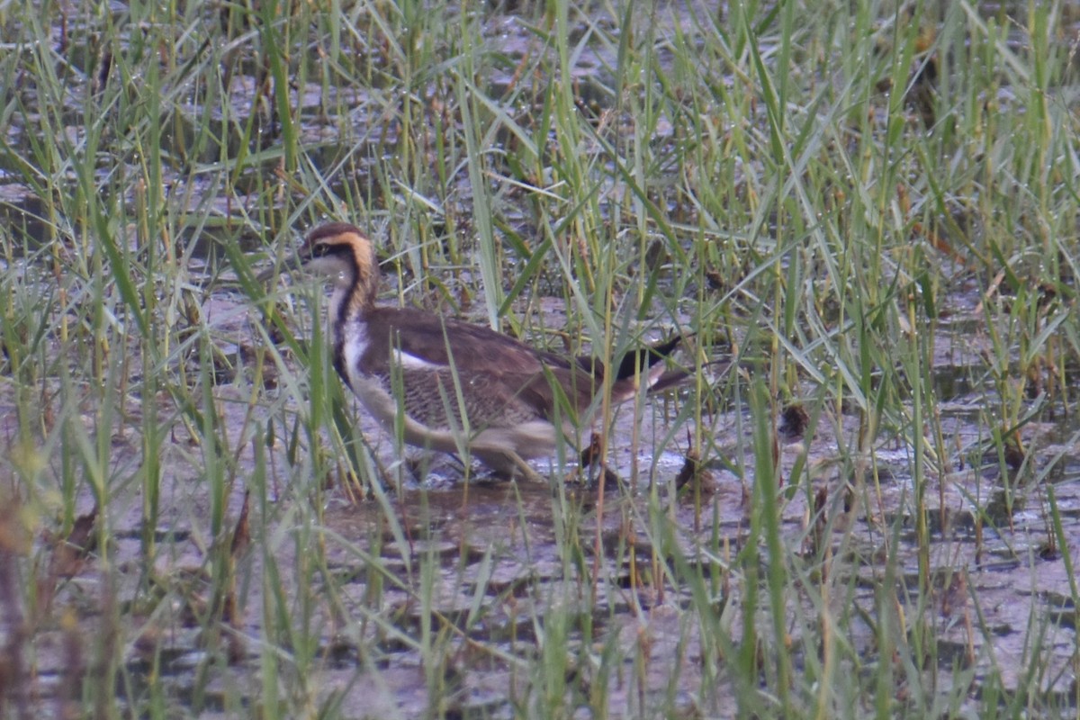 Jacana à longue queue - ML647461813