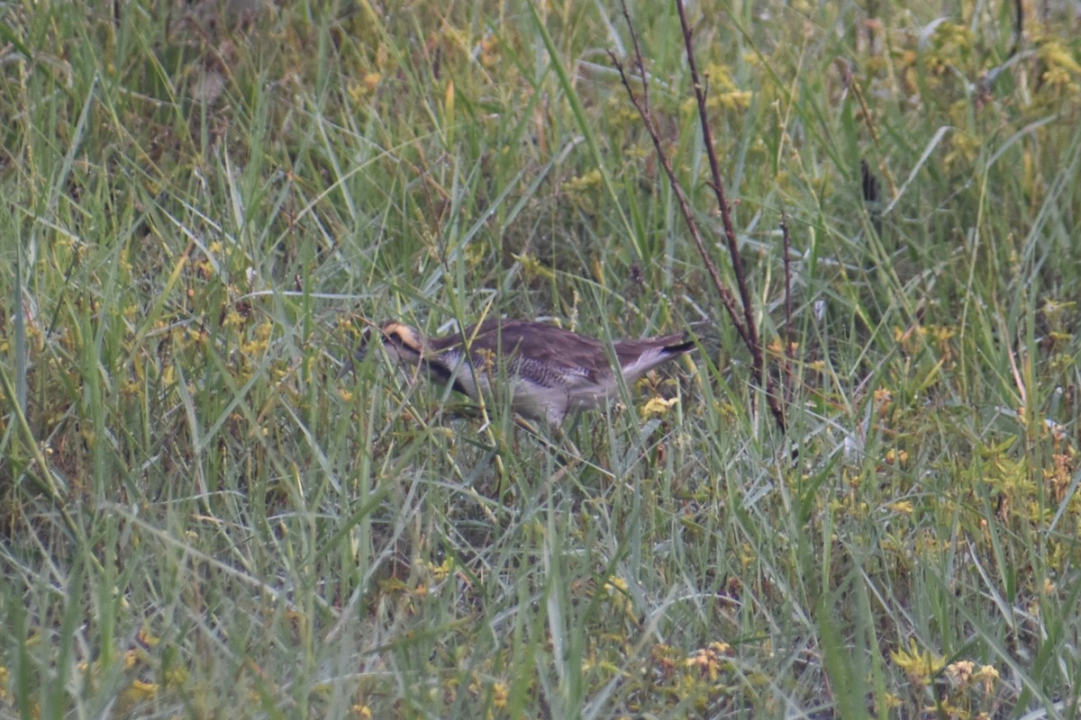 Jacana à longue queue - ML647461814
