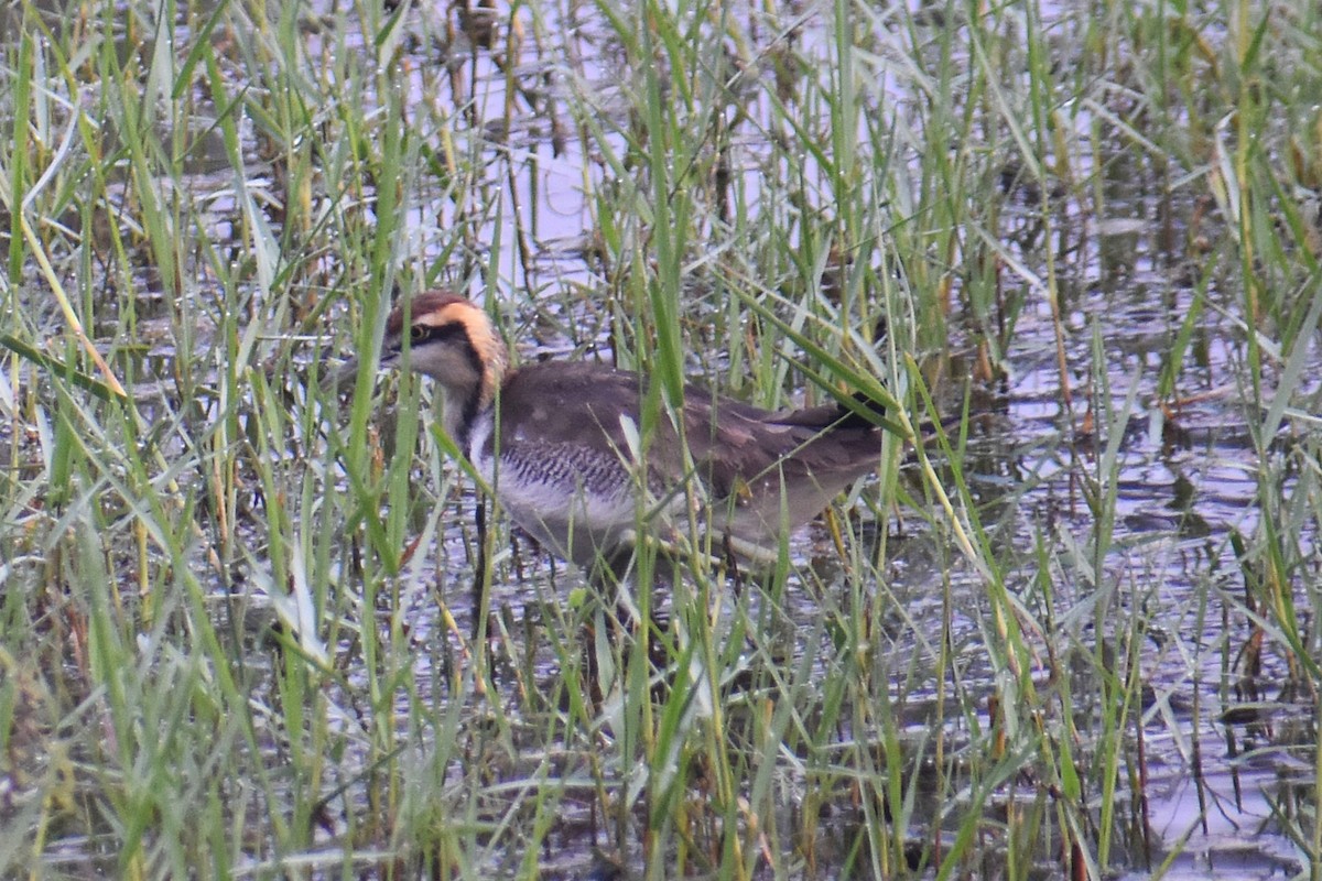 Jacana à longue queue - ML647461815