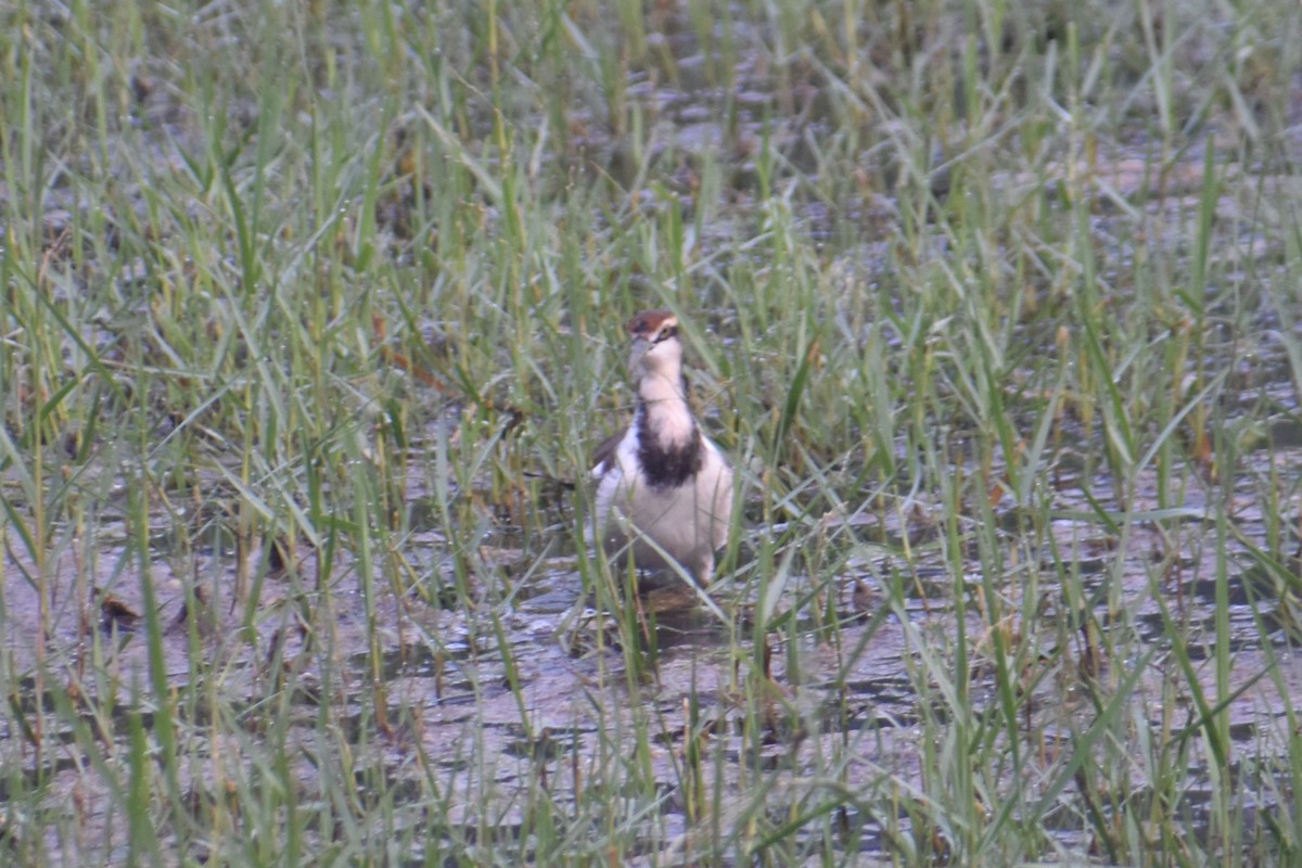 Jacana à longue queue - ML647461816