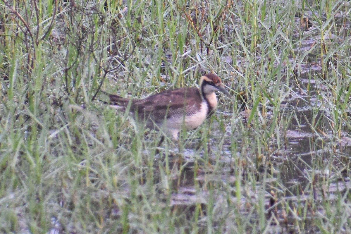 Jacana à longue queue - ML647461817