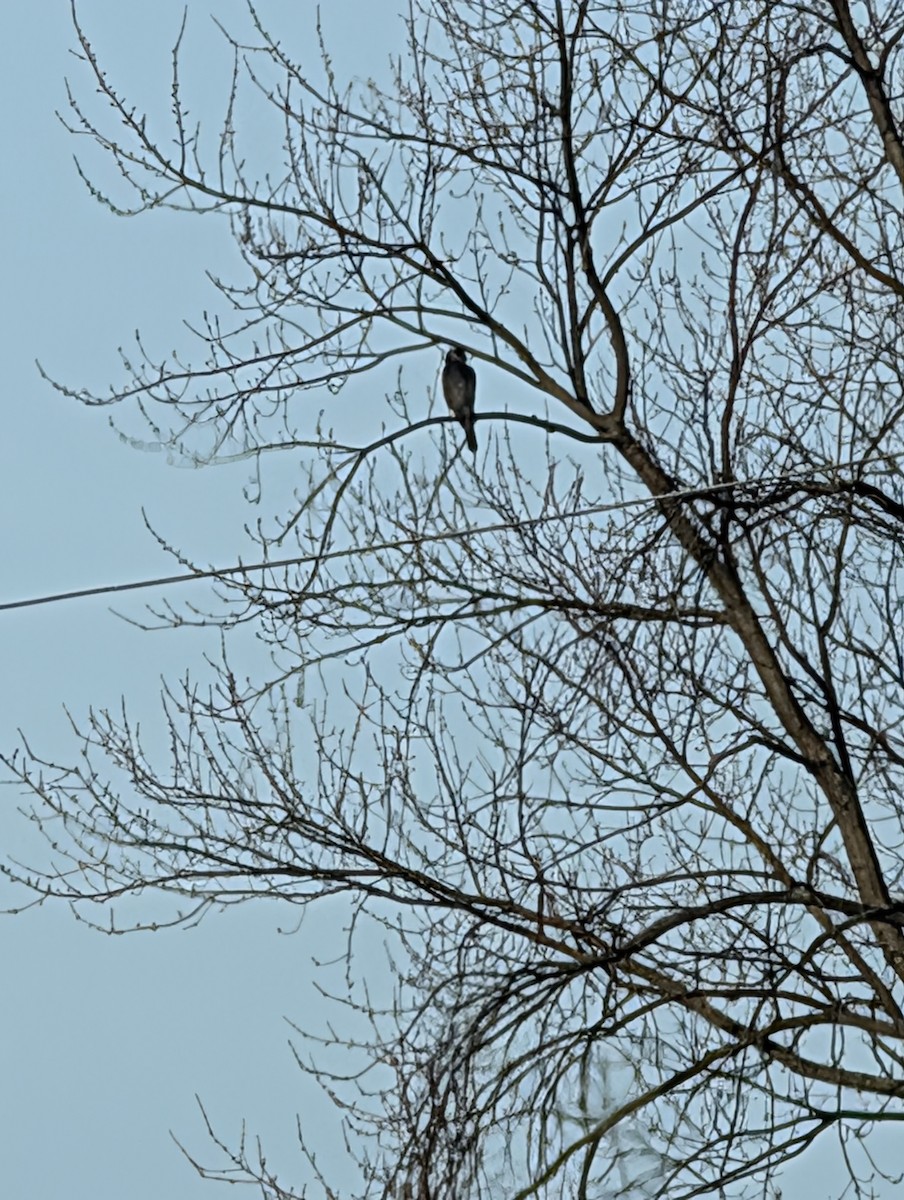 Cooper's Hawk - ML647461825
