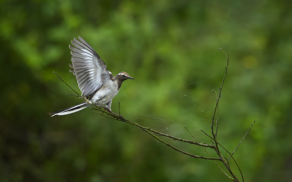 skjæreerle - ML647461826