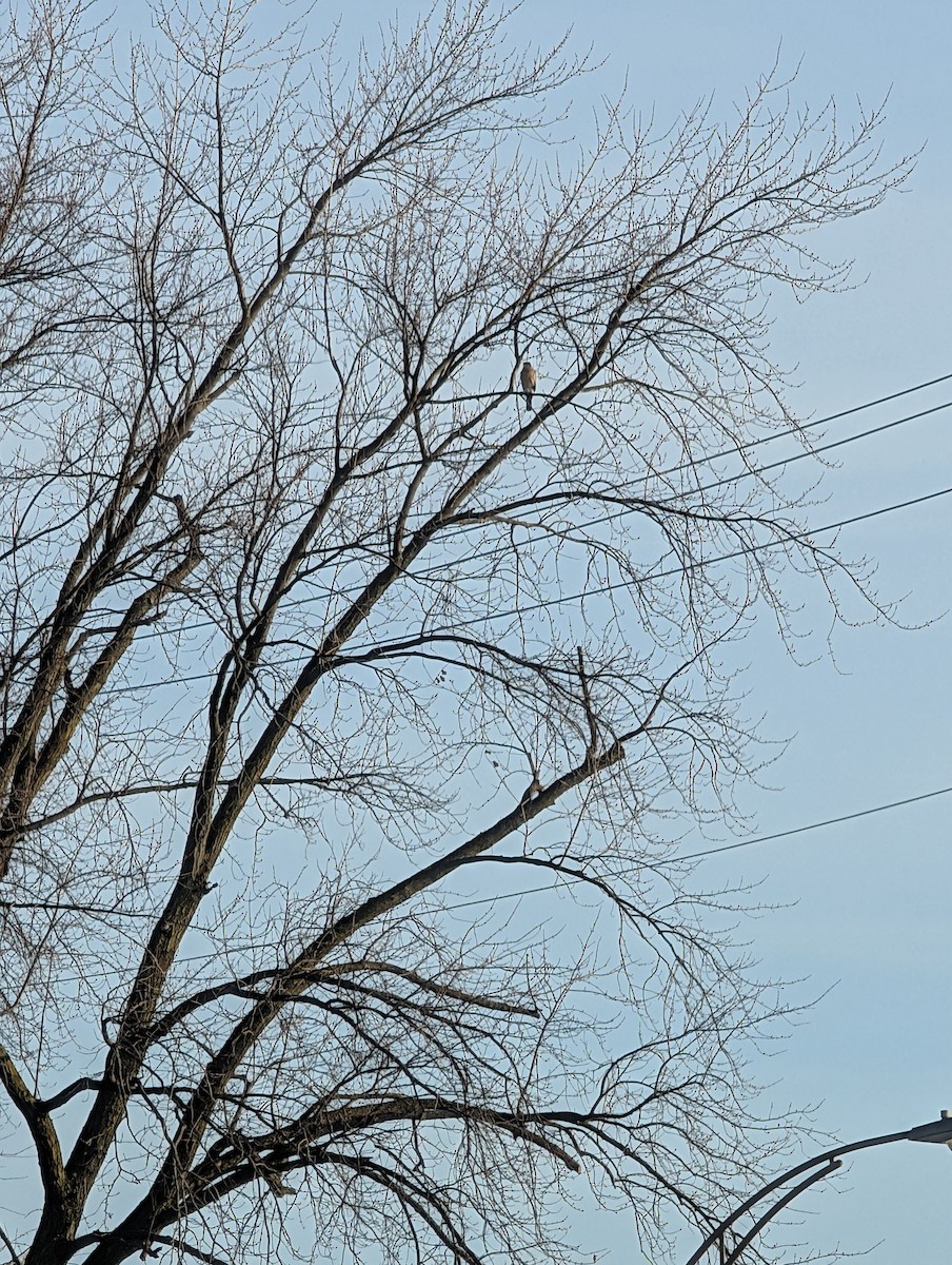Cooper's Hawk - ML647461828