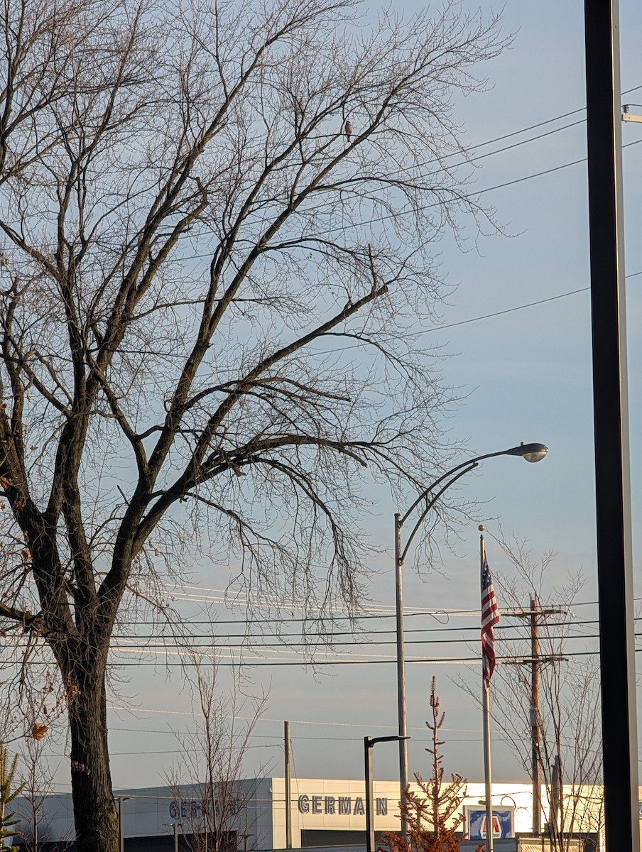 Cooper's Hawk - ML647461830