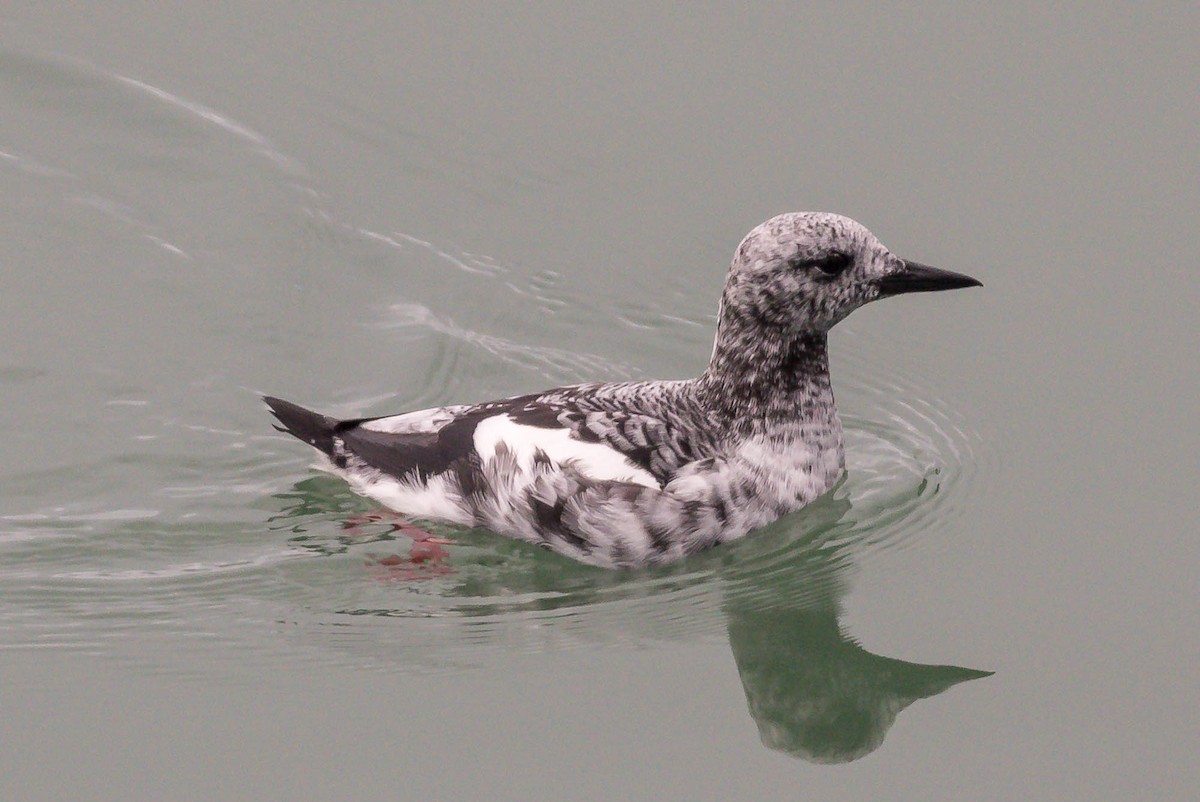 Black Guillemot (grylle Group) - ML647461840