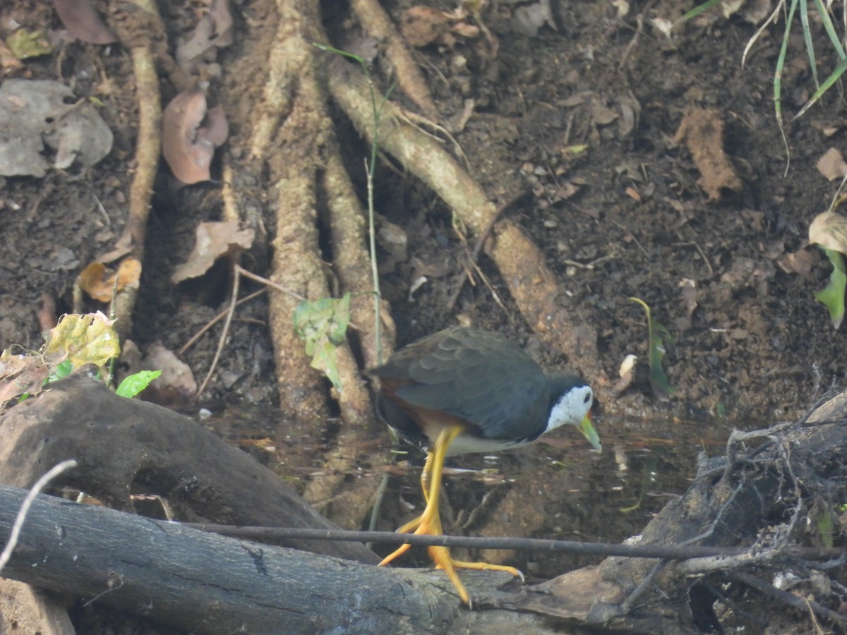 White-breasted Waterhen - ML647461853