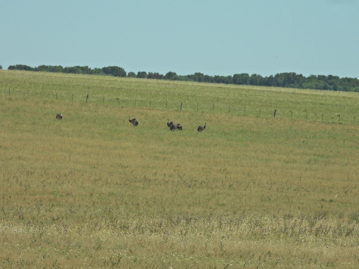 Greater Rhea - ML647461858