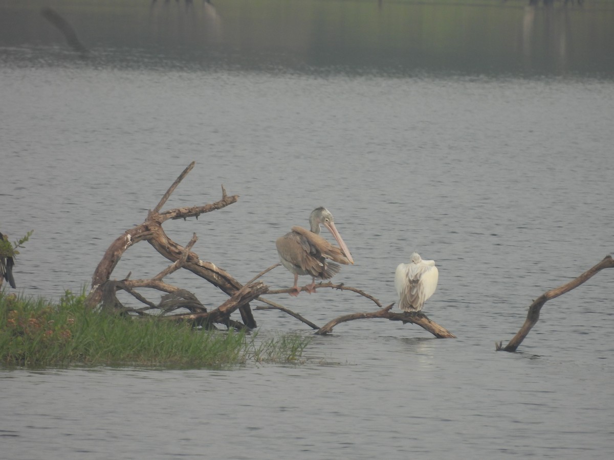 Spot-billed Pelican - ML647461868