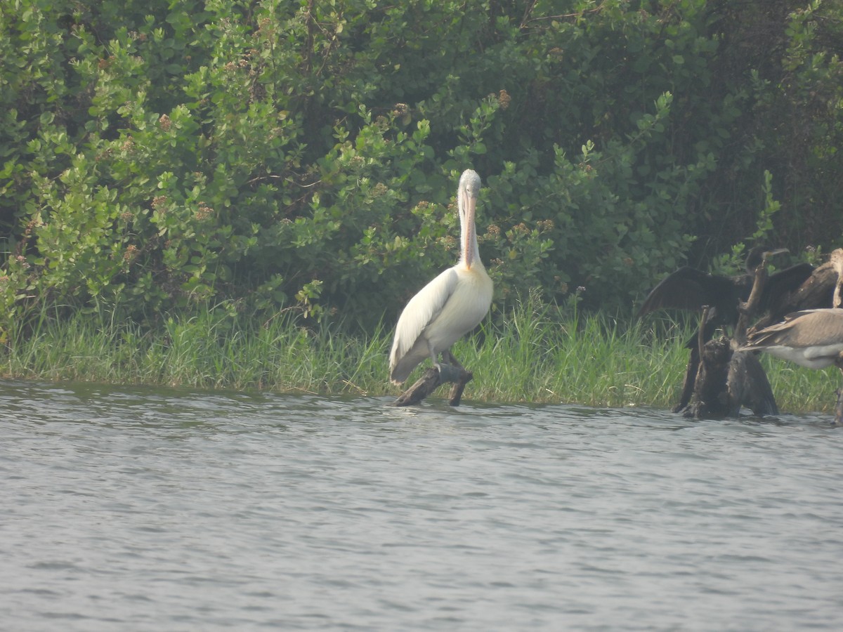 Spot-billed Pelican - ML647461869