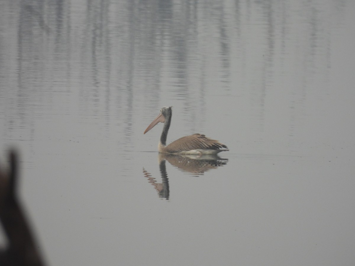 Spot-billed Pelican - ML647461870