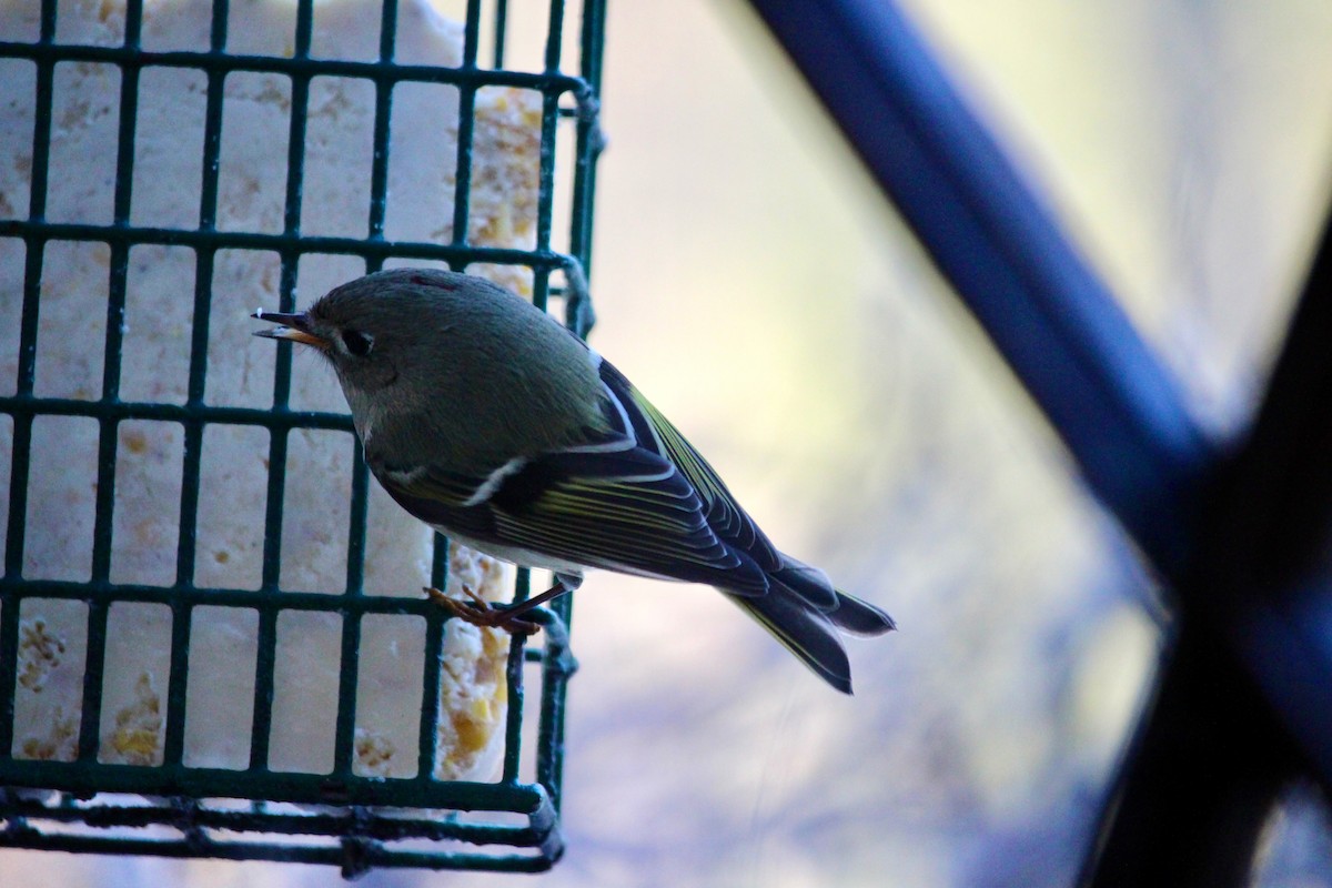Ruby-crowned Kinglet - ML647461883