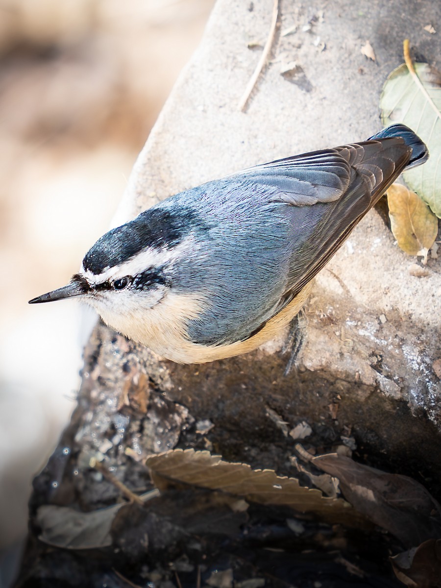 Snowy-browed Nuthatch - ML647461884