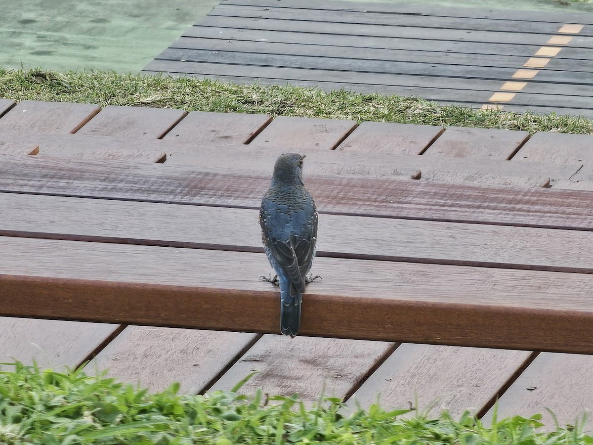 Blue Rock-Thrush - ML647461886