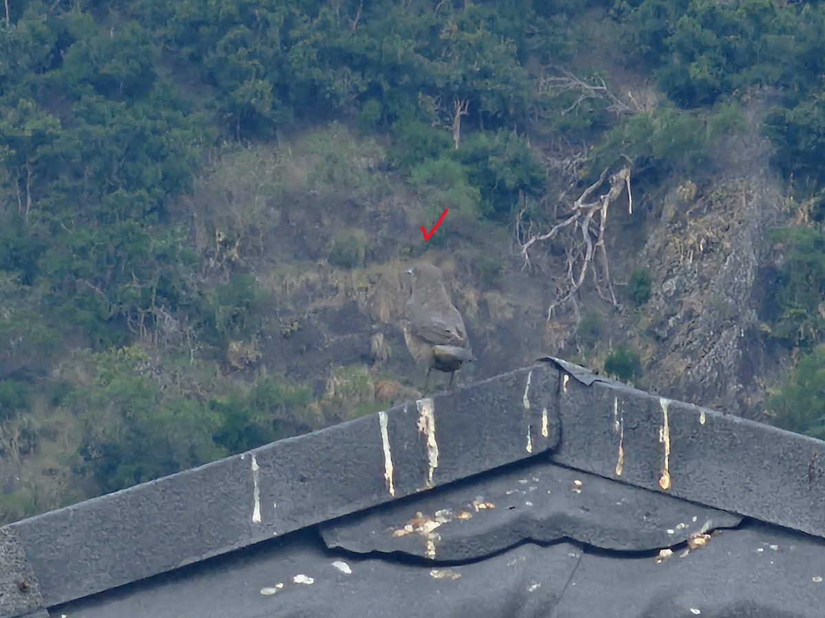 Blue Rock-Thrush - ML647461887