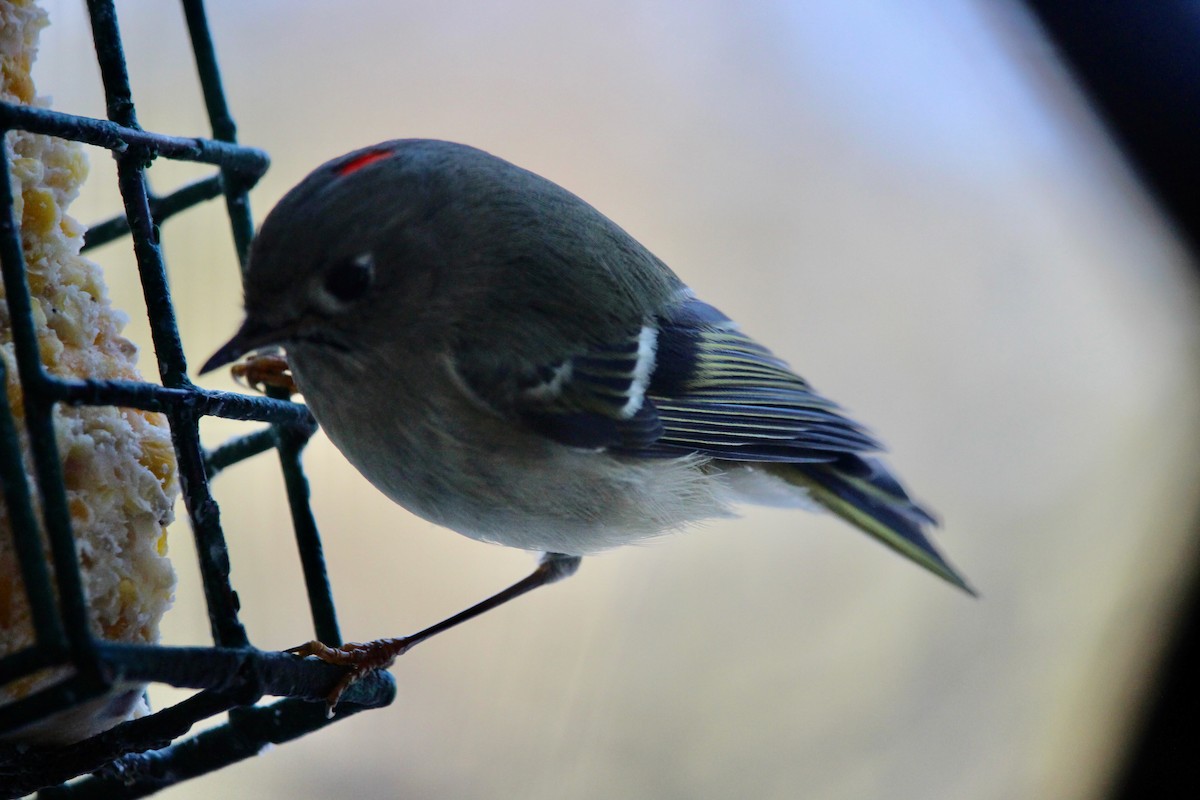 Ruby-crowned Kinglet - ML647461888