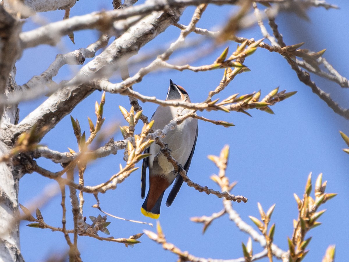 Bohemian Waxwing - ML647461889
