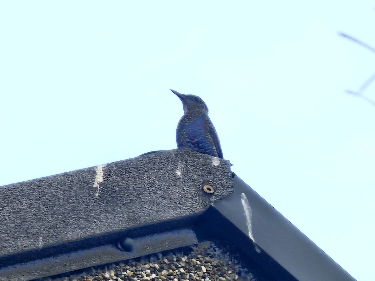 Blue Rock-Thrush - ML647461890