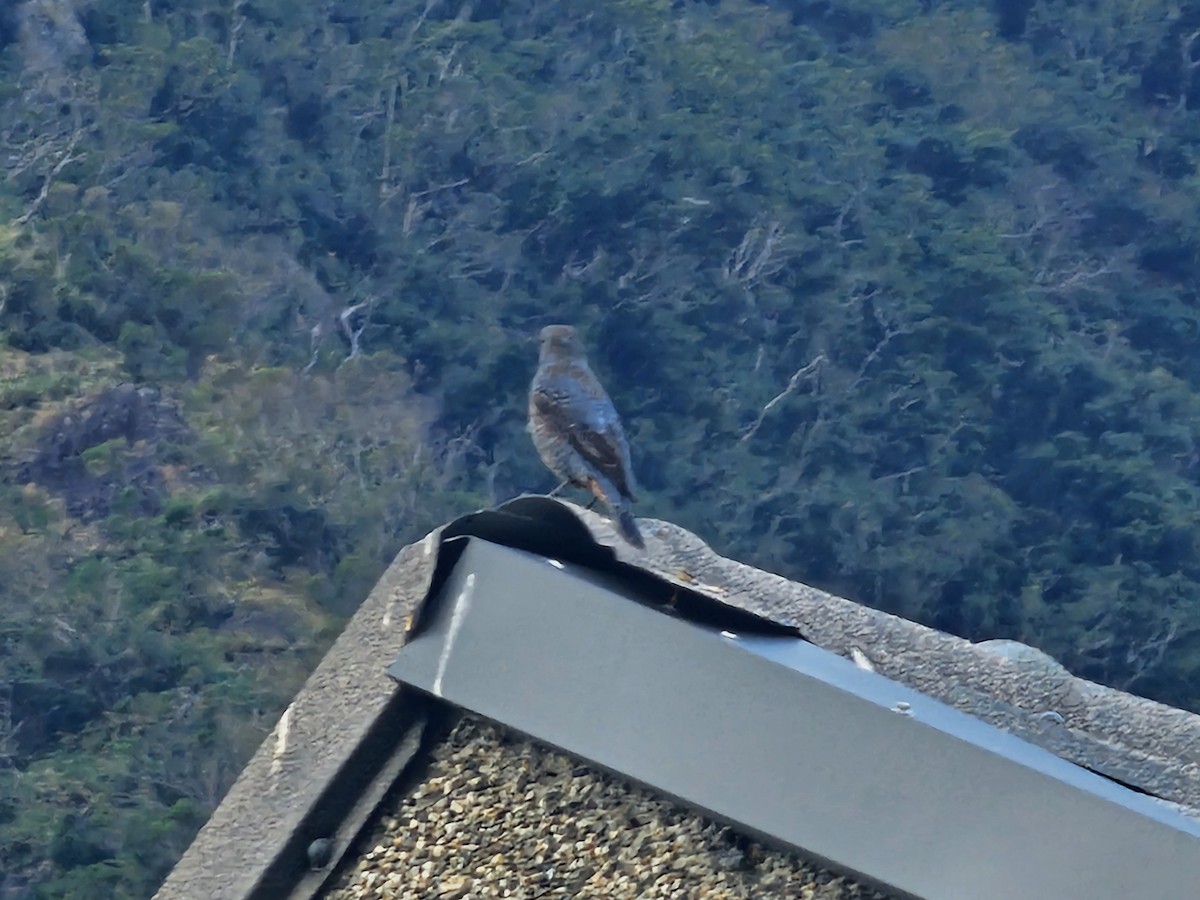 Blue Rock-Thrush - ML647461891