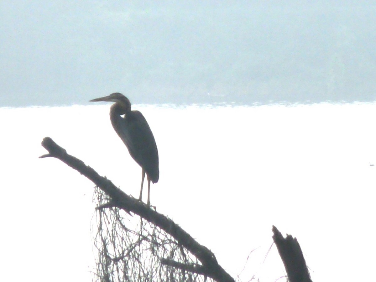 Purple Heron - ML647461892