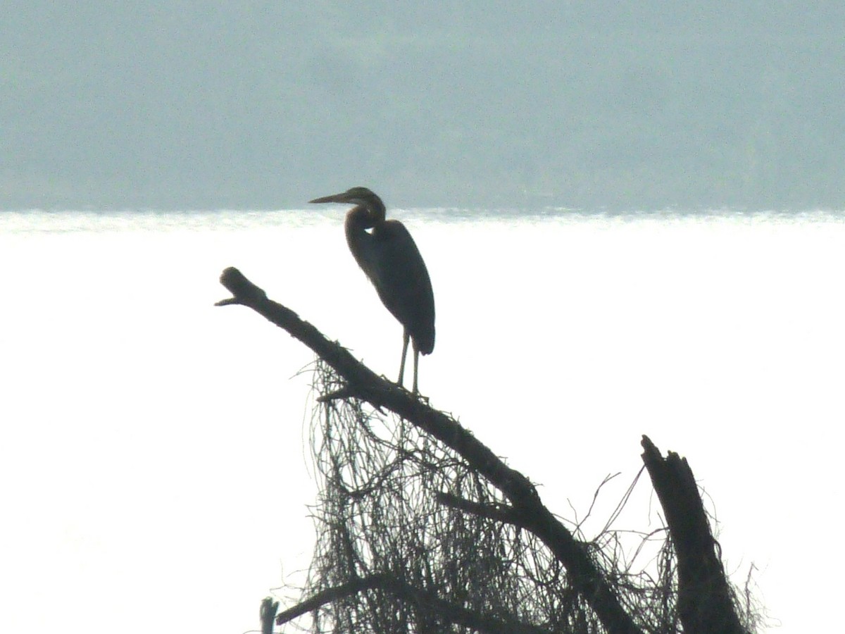 Purple Heron - ML647461893