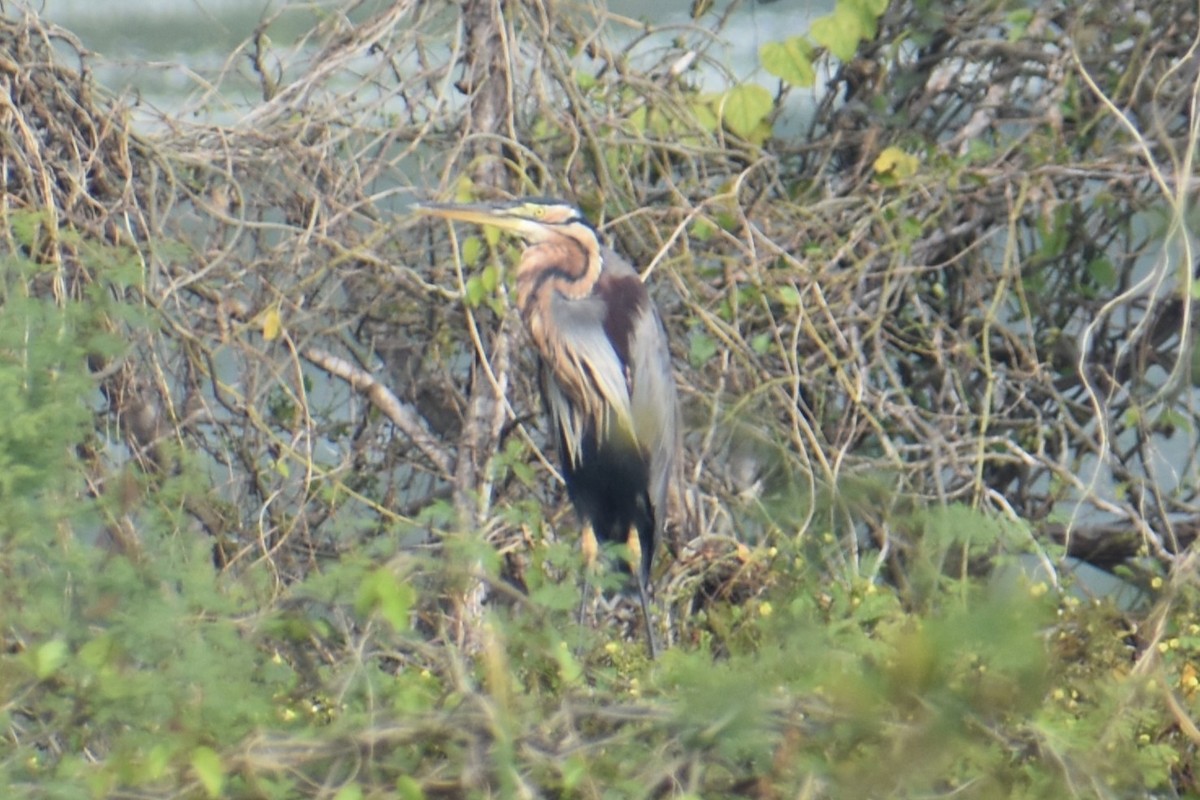 Purple Heron - ML647461894