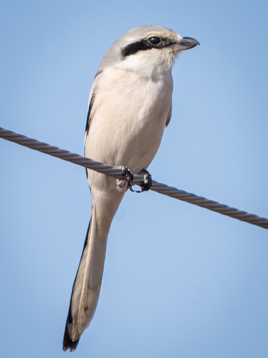 Chinese Gray Shrike - ML647461897