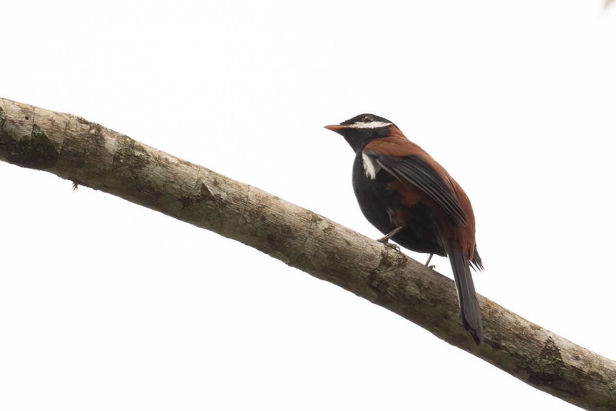 White-eared Solitaire - ML647461898