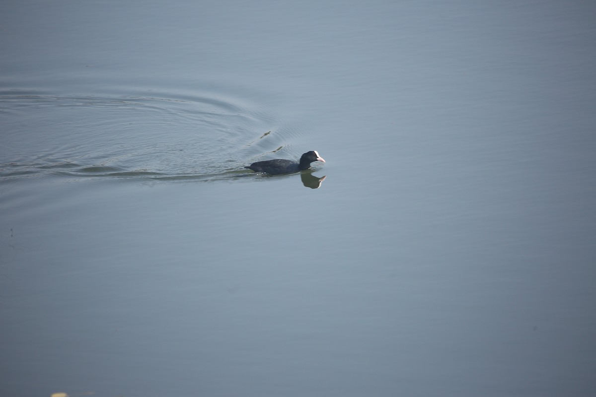 Eurasian Coot - ML647461901