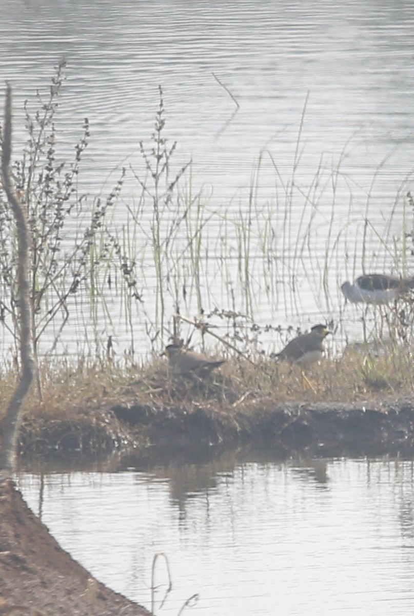 Yellow-wattled Lapwing - ML647461903