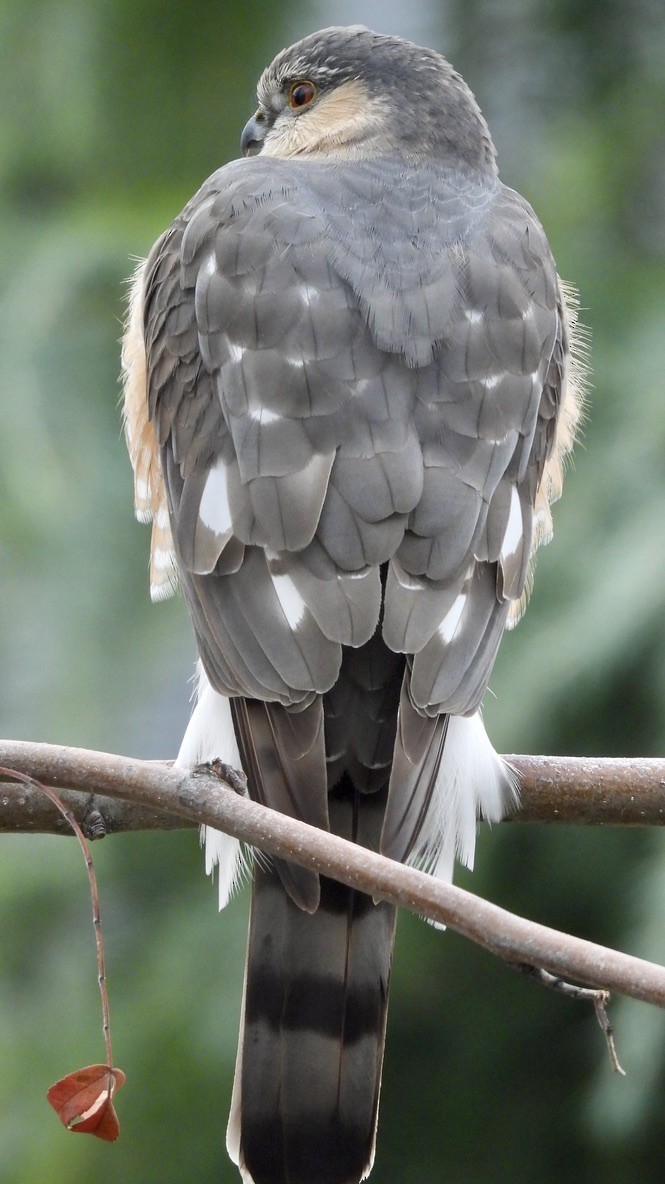 Sharp-shinned Hawk - ML647461905