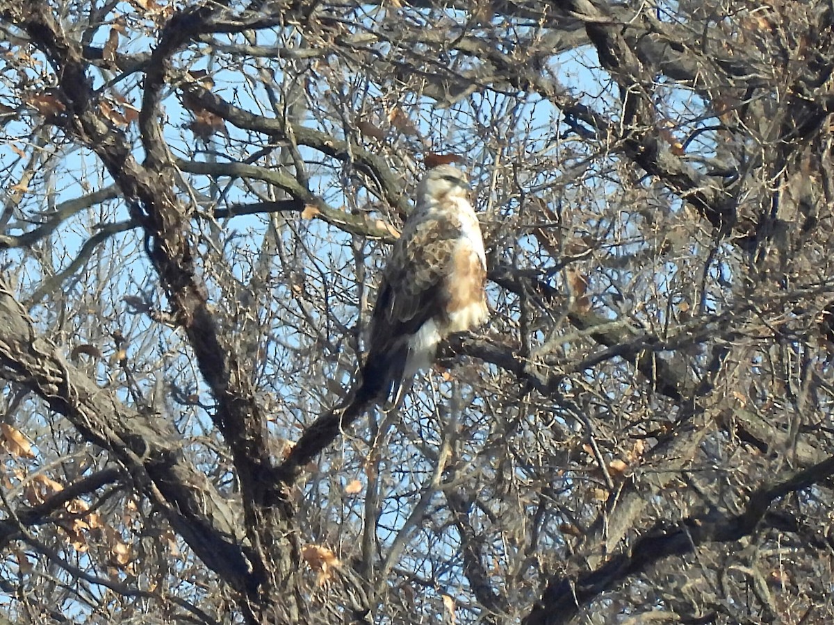 Rough-legged Hawk - ML647461906