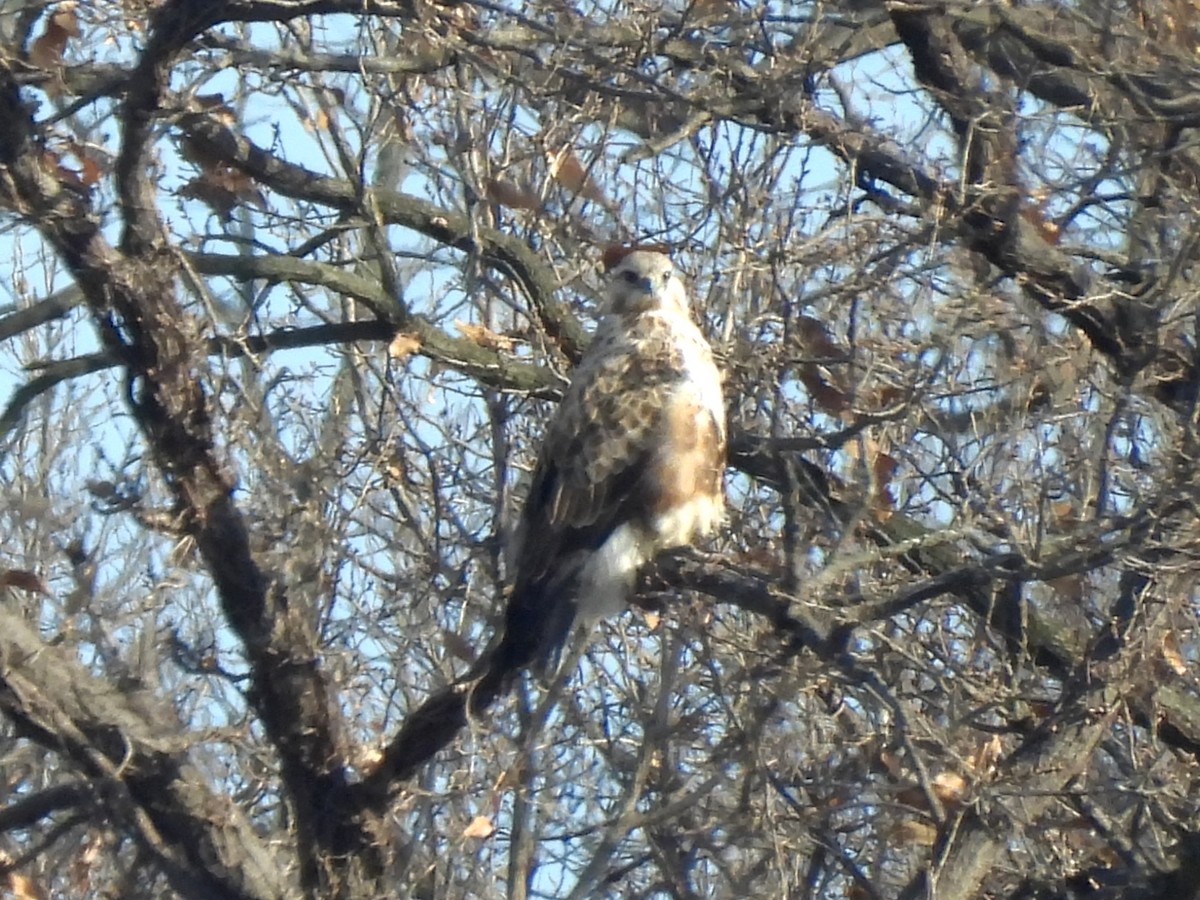 Rough-legged Hawk - ML647461907