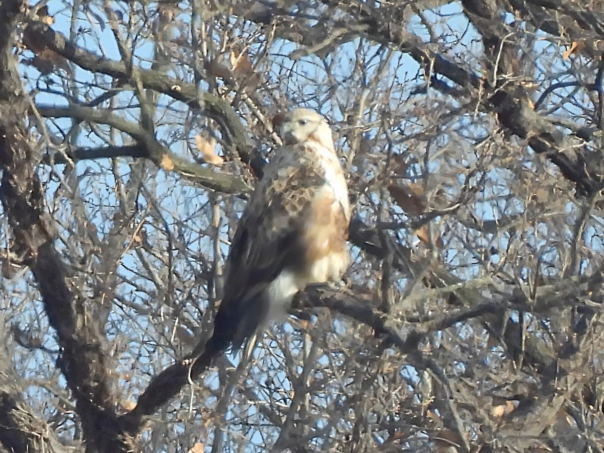 Rough-legged Hawk - ML647461908