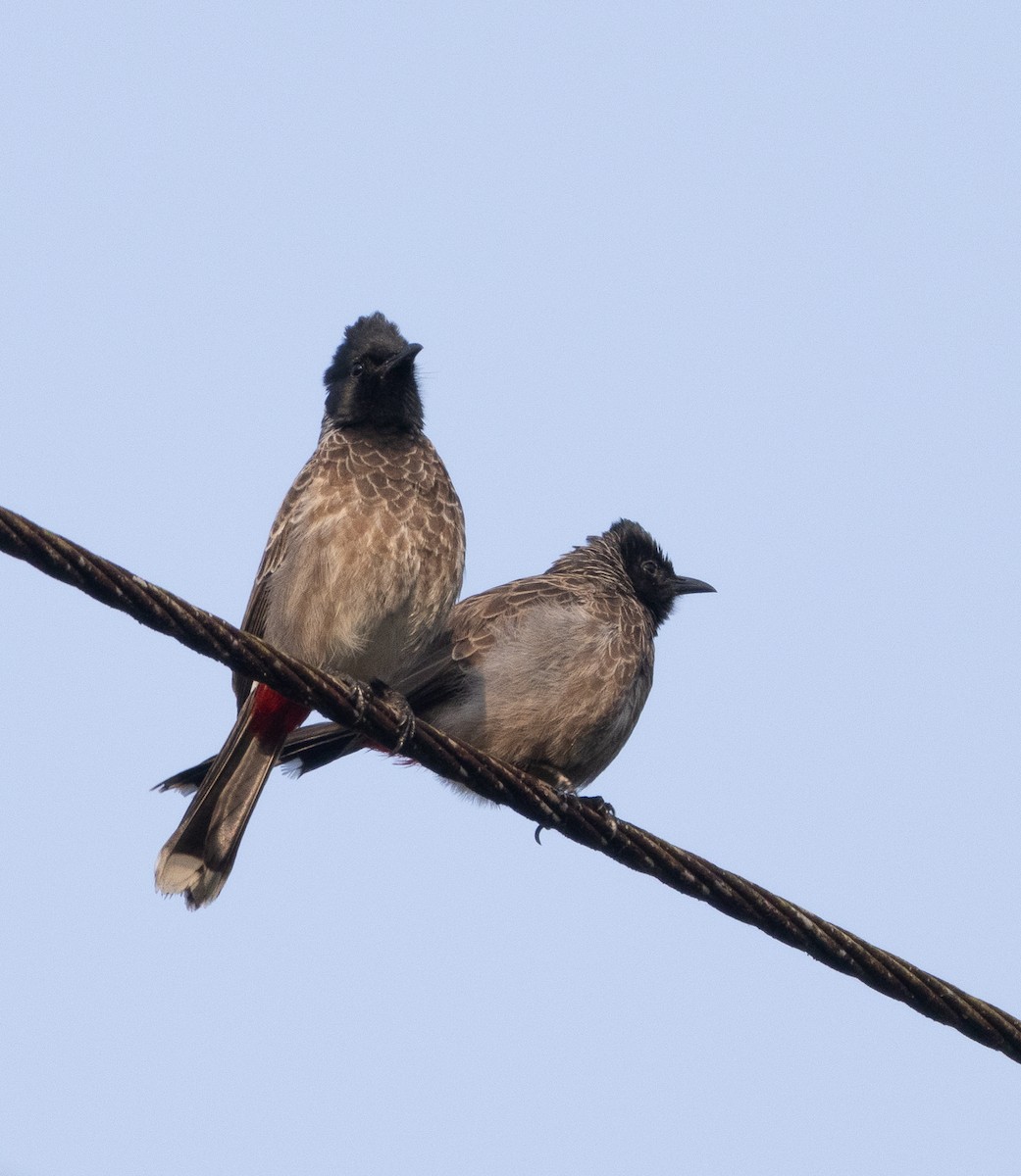 Red-vented Bulbul - ML647461909