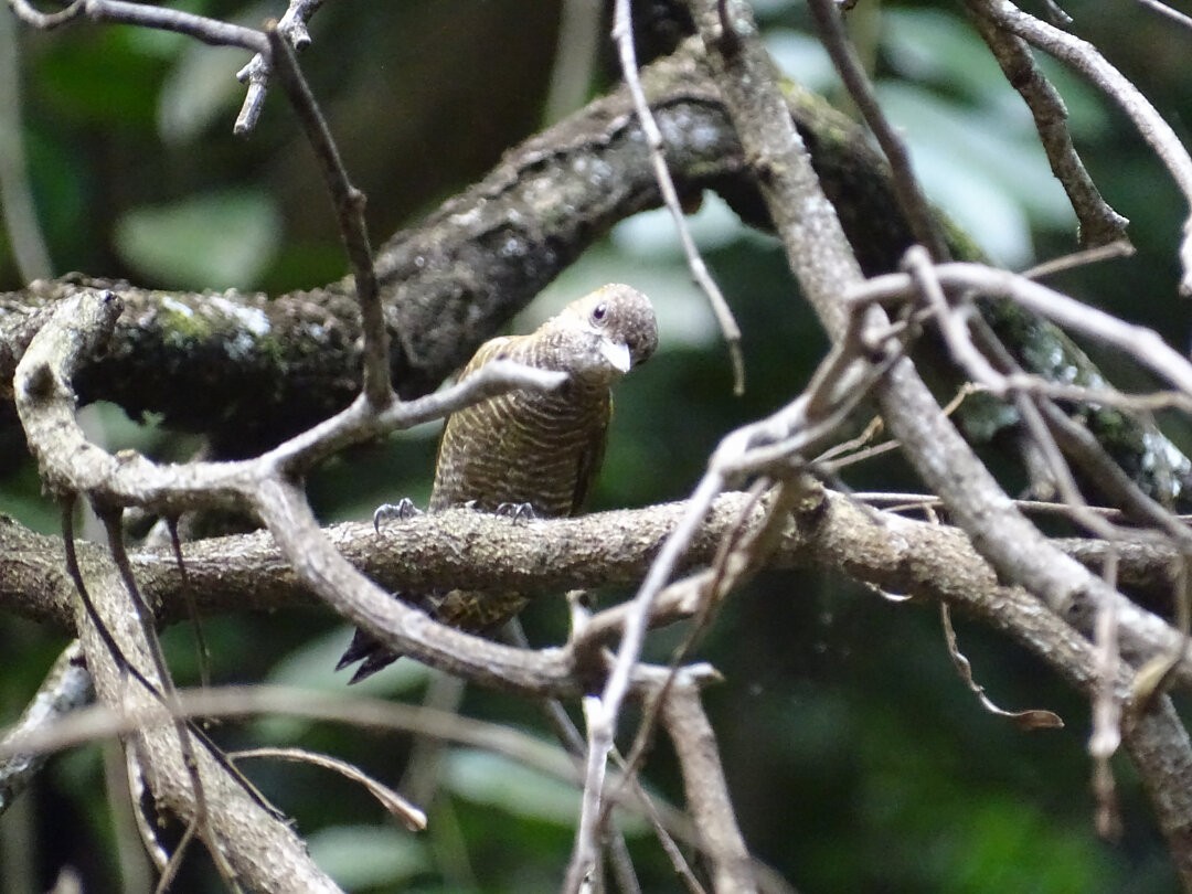 Little Woodpecker - ML647461910